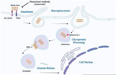 Ebanga™: The most recent FDA-approved drug for treating Ebola